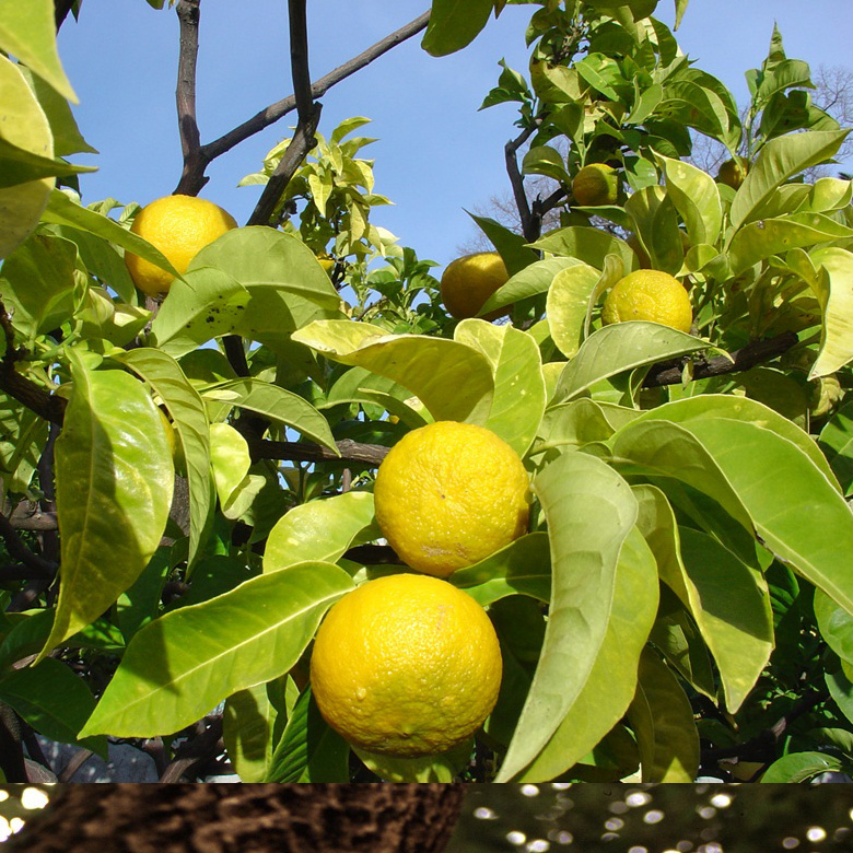 Citrus essential oils