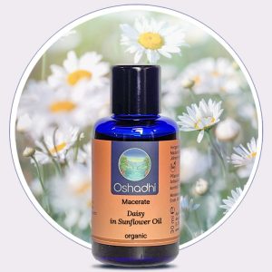 Daisy Macerate in Sunflower Oil Organic